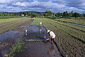 Landwirt pflanzt Reissetzlinge,junge Reissetzlinge in einem Feld,Yogyakarta,Java,Indonesien,Südostasien,Asien,Asien