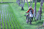 Young rice sprouts in a field, Yogyakarta, Java, Indonesia, Southeast Asia, Asia, Asia