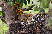 Leopard (Panthera pardus) in einem Baum,Masai Mara,Kenia,Ostafrika,Afrika