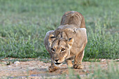 Lioness (Panthera leo) drinking, Kgalagadi Transfrontier Park, Northern Cape, South Africa, Africa