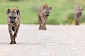 Spotted hyena (Crocuta crocuta), Kgalagadi Transfrontier Park, South Africa, Africa