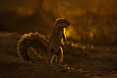 Ground squirrel (Geosciurus inauris), Kgalagadi Transfrontier Park, Northern Cape, South Africa, Africa