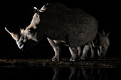 White rhino (Ceratotherium simum) and calf at night, Zimanga Private Game Reserve, KwaZulu-Natal, South Africa, Africa