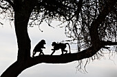 Olive baboons (Papio anubis) silhouette, Shompole, Kenya, East Africa, Africa