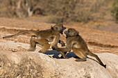 Chacma-Paviane (Papio ursinus) im Spielkampf,Chobe-Nationalpark,Botsuana,Afrika