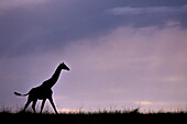 Giraffe (Giraffa camelopardalis) Silhouette,Masai Mara,Kenia,Ostafrika,Afrika