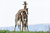 Giraffen (Giraffa camelopardalis) beim Schmusen,Zimanga Game Reserve,Südafrika,Afrika