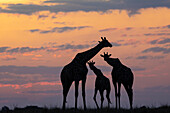 Giraffen (Giraffa camelopardalis) Silhouetten bei Sonnenuntergang,Chobe-Nationalpark,Botsuana,Afrika