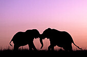 Elefanten (Loxodonta africana) beim Sonnenuntergang,Chobe-Nationalpark,Botsuana,Afrika