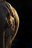 Elefant (Loxodonta africana),Chobe-Nationalpark,Botsuana,Afrika