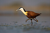 Afrikanischer Jacana (Actophilornis africanus),Zimanga Game Reserve,Südafrika,Afrika