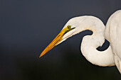 Great white egret (Ardea alba), Zimanga Game Reserve, South Africa, Africa