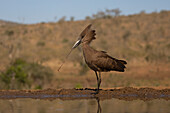 Hamerkop (Scopus umbretta) carrying nesting material, Zimanga Game Reserve, South Africa, Africa