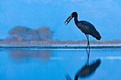 African openbill (Anastomus lamelligerus), Zimanga Game Reserve, KwaZulu-Natal, South Africa, Africa