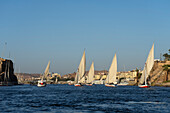 Feluccas on the Nile river, Aswan, Egypt, North Africa, Africa