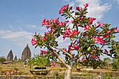 Adenium obesum,Prambanan-Tempelanlagen,Region Yogyakarta,Insel Java,Indonesien,Südostasien,Asien