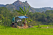 Paddy fields in Tawangmangu area, Karanganyar district, near Surakarta (Solo), Java island, Indonesia, Southeast Asia, Asia