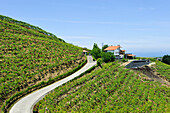 Rezabal winery, Txakoli vineyards, district of Zarautz, near Getaria, province of Gipuzkoa, Basque Country, Spain, Europe