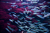 Aquarium of San Sebastian, Bay of Biscay, province of Gipuzkoa, Basque Country, Spain, Europe