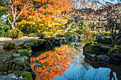 Japanese garden pond with vibrant autumn leaves, Yoshino, Nara, Honshu, Japan, Asia