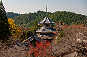 Kinpusenji Temple and red autumn leaves of maple trees, Yoshino Yama holy temple mountain near Nara, Honshu, Japan, Asia