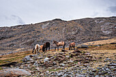 Wildpferdeherde in der Sierra Nevada in der Nähe von Pico del Veleta,Provinz Granada,Andalusien,Spanien,Europa