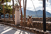 Wildhirsch neben einer Steinlaterne auf Miyajima,Präfektur Hiroshima,Honshu,Japan,Asien