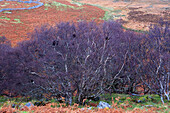 Tree detail, Sutherland moorland, Highland, Scotland, United Kingdom, Europe