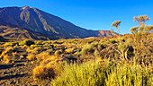 El-Teide-Nationalpark,UNESCO-Welterbe,Teneriffa,Kanarische Inseln,Spanien,Atlantik,Europa