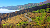 Nationalpark El Teide,UNESCO-Weltnaturerbe,Teneriffa,Kanarische Inseln,Spanien,Atlantik,Europa