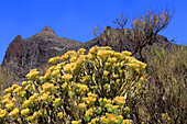 Berge bei Masca,Nordwesten Teneriffas,Kanarische Inseln,Spanien,Atlantik,Europa