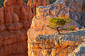 Baum wächst auf einem Felsen,Sunset Point,Bryce Canyon National Park,Utah,Vereinigte Staaten von Amerika,Nordamerika