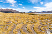 Die Vulkane El Misti und Chachani von den Salinen des Salinas y Aguada Blanca-Nationalreservats aus gesehen,Region Arequipa,Peru,Südamerika