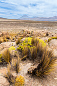 Grasbüschel und die Vulkane El Misti und Chachani,Nationalreservat Salinas y Aguada Blanca,Region Arequipa,Peru,Südamerika