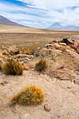 Kaktus und die Vulkane El Misti und Chachani,Nationalreservat Salinas y Aguada Blanca,Region Arequipa,Peru,Südamerika