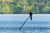 Anhinga (Anhinga anhinga) auf einem Ast am Sandoval-See,Tambopata-Nationalreservat,Peru,Südamerika