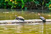 Yellow-spotted river turtles (Podocnemis unifilis), Lake Sandoval, Tambopata National Reserve near Puerto Maldonado, Peru, South America