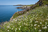 Wildflowers including cow parsley (Anthriscus sylvestris) and bluebells (Hyacinthoides non-scripta) on the Anglesey Coastal path looking to Point Lynas Lighthouse in spring, near Amlwch, Isle of Anglesey, North Wales, United Kingdom, Europe