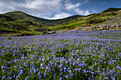 Bluebells (Hyacinthoides non-scripta) in Cwm Pennant backed by the Nantlle Ridge, Cwm Pennant, Snowdonia National Park (Eryri), Gwynedd, North Wales, United Kingdom, Europe