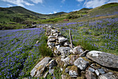 Bluebells (Hyacinthoides non-scripta) in Cwm Pennant backed by the Nantlle Ridge, Cwm Pennant, Park (Eryri), Gwynedd, North Wales, United Kingdom, Europe