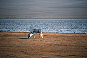 A beautiful gray horse grazes on the sunlit grass near the serene waters of Song-Kol Lake, Kyrgyzstan, Central Asia, Asia