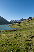 Üppig grüne Hügel und klares Wasser des Kol-Ukok-Sees unter strahlend blauem Himmel,Kirgisistan,Zentralasien,Asien