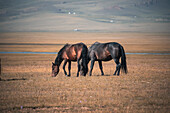 Horses grazing peacefully in the vast grasslands in Song-Kol Lake on a sunny day, Kyrgyzstan, Central Asia, Asia