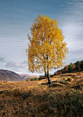 Herbstbaum in den schottischen Highlands,Schottland,Vereinigtes Königreich,Europa