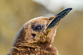 Königspinguine (Aptenodytes patagonicus) im Flaumgefieder (okum boy) auf der Insel Südgeorgien,Südlicher Ozean,Polargebiete