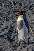 Königspinguin (Aptenodytes patagonicus) Brut- und Nistkolonie auf der Insel Südgeorgien,Südlicher Ozean,Polargebiete