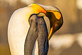 Königspinguin (Aptenodytes patagonicus) Brut- und Nistkolonie auf der Insel Südgeorgien,Südlicher Ozean,Polargebiete