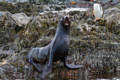 Antarktischer Pelzrobbenbulle (Arctocephalus gazella) auf Südgeorgien,Südlicher Ozean,Polargebiete