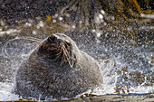 Antarctic fur seal bull (Arctocephalus gazella) on South Georgia, Southern Ocean, Polar Regions