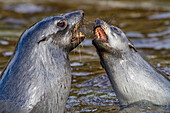 Antarctic fur seal pups (Arctocephalus gazella) mock-fighting on South Georgia, Southern Ocean, Polar Regions